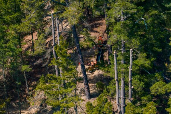 Aerial view of walking track construction through dense trees and steep reserve terrain. This recreation construction project shows civil construction, siteworks, erosion control and careful land development for public access.