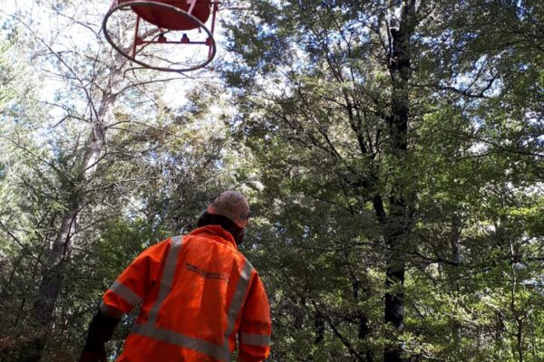 Commercial sling operation delivering materials into a wooded gully for walking track construction and bridge construction works. The image shows civil contractors managing helicopter operation, site construction and recreation construction in a remote park setting.